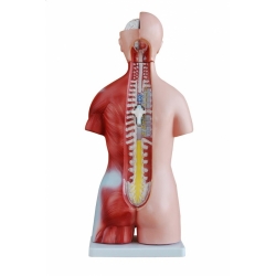 Tors człowieka model anatomiczny